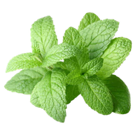 Peppermint Extract